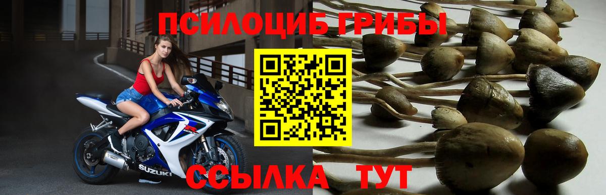 Жуковский  Галлюциногенные грибы Psilocybine cubensis  Вход с VPN 